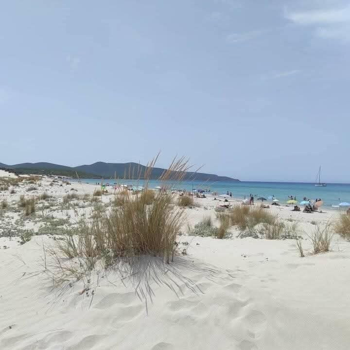 Capitan Shonny主图