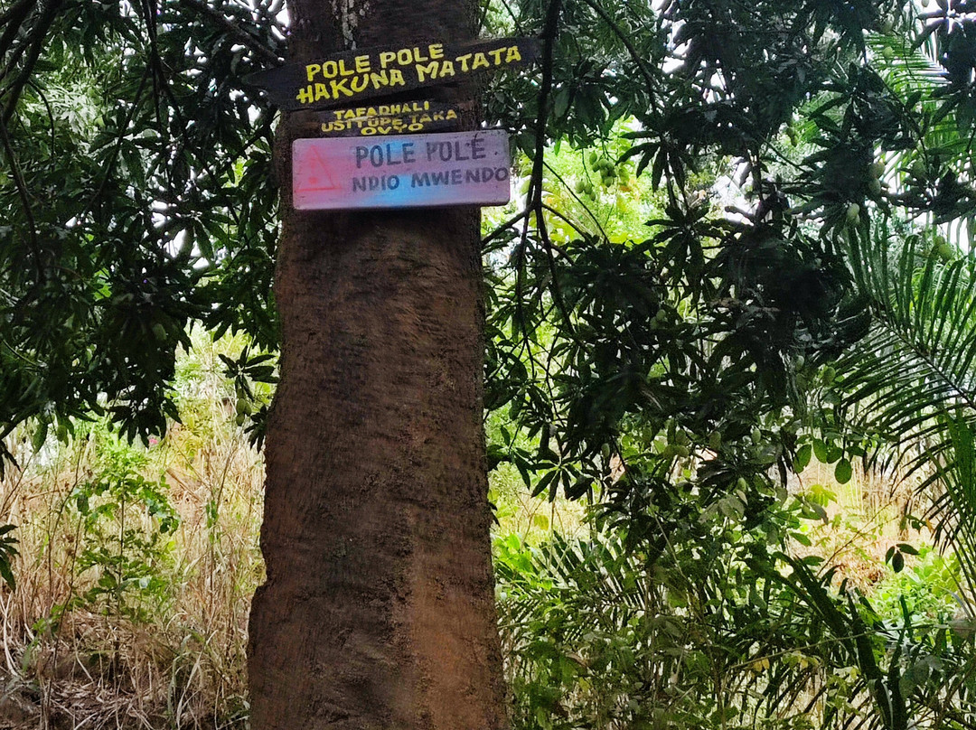 Chizua Waterfalls  Mikumi National Park-米库米国家公园必去景点