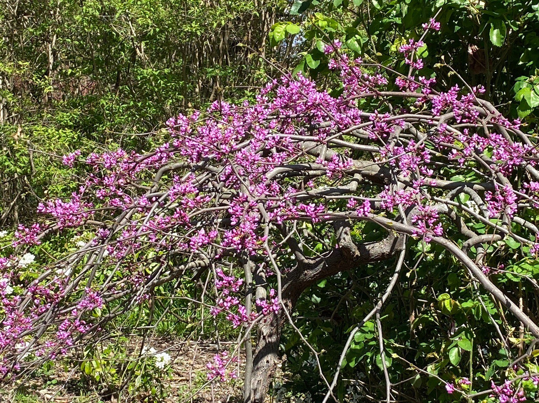 Wild Meadows Garden Little Hartley Nsw-Little Hartley必去景点