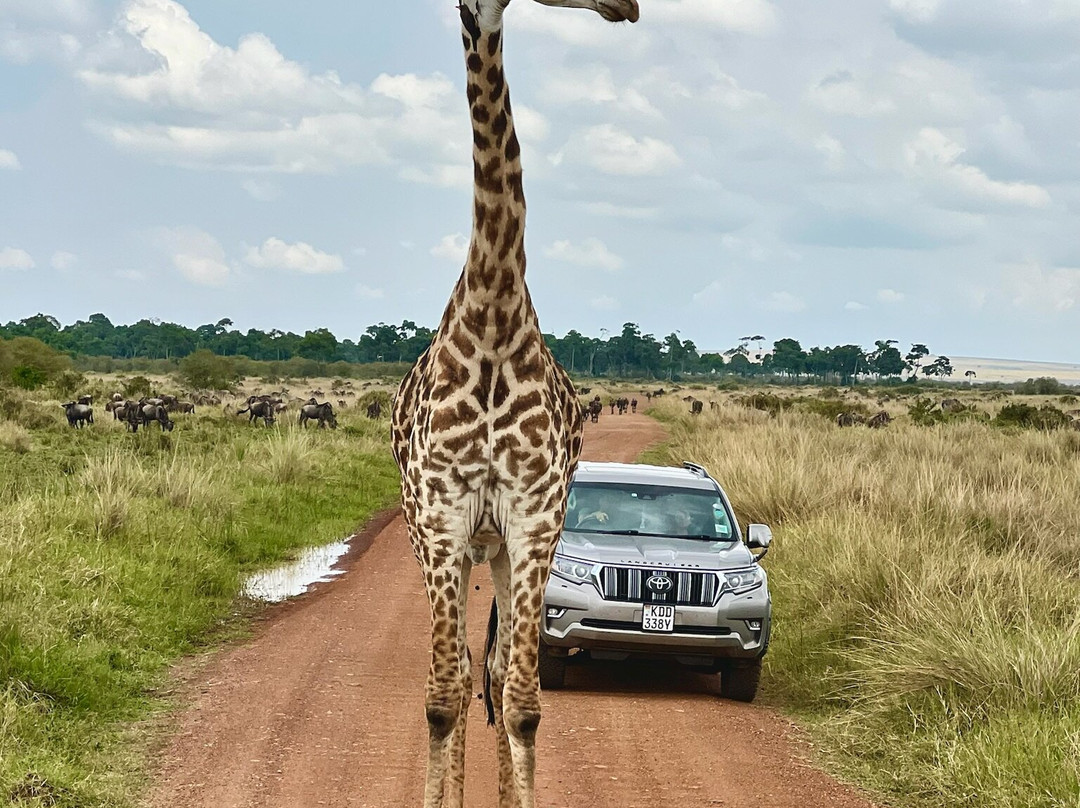 Cotis Safaris-内罗毕必去景点