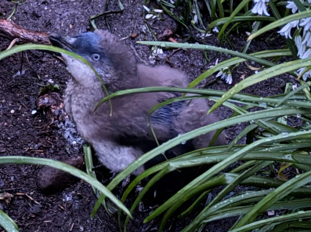 Godfrey’s Beach Penguin Viewing-斯坦利必去景点
