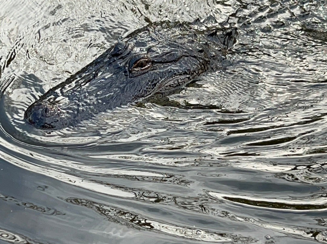 Ragin Cajun Airboat Tours-新奥尔良必去景点