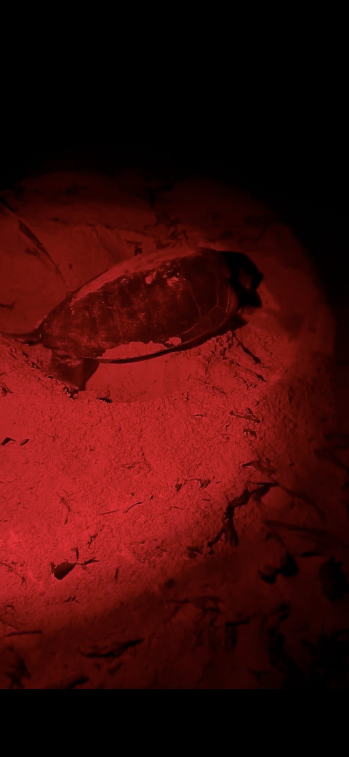 Bubbles Dive Resort-官方