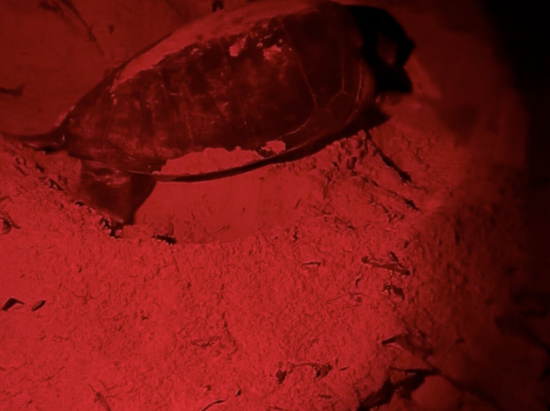 Bubbles Dive Resort主图