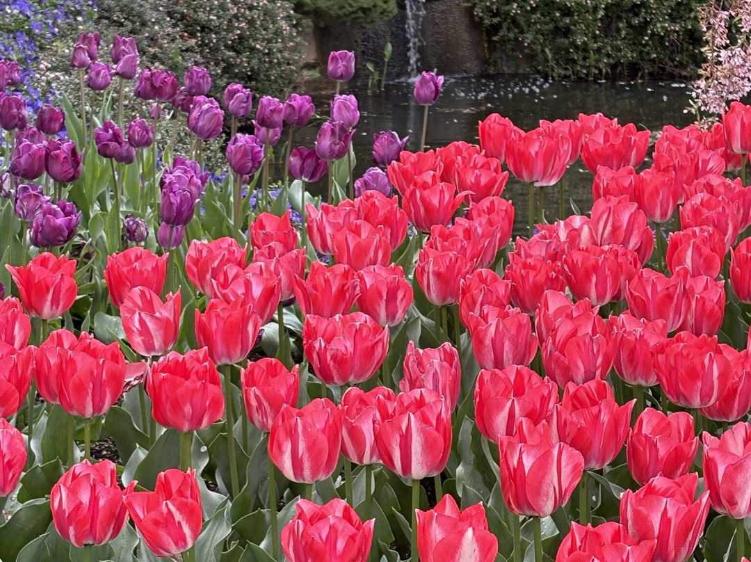 Tulip Top Gardens-Sutton必去景点