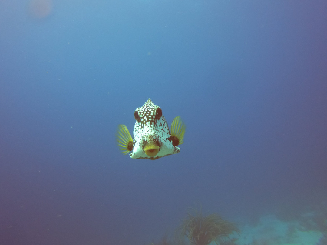JADS Dive Center-San Nicolas必去景点