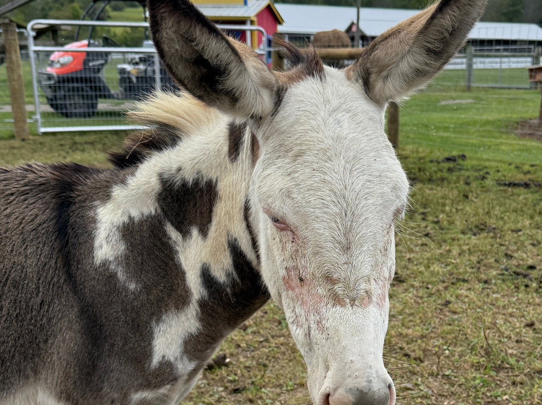 Pumpkinville-Great Valley必去景点