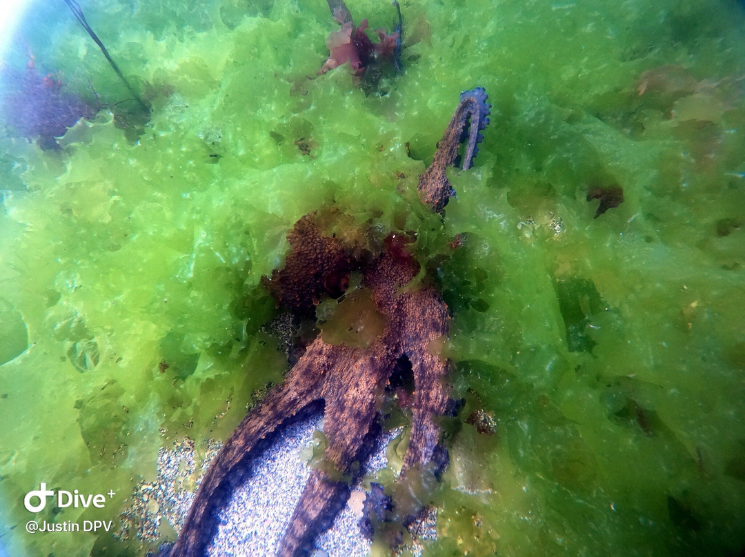 Viewpoint Diving Cornwall-Pentewan必去景点
