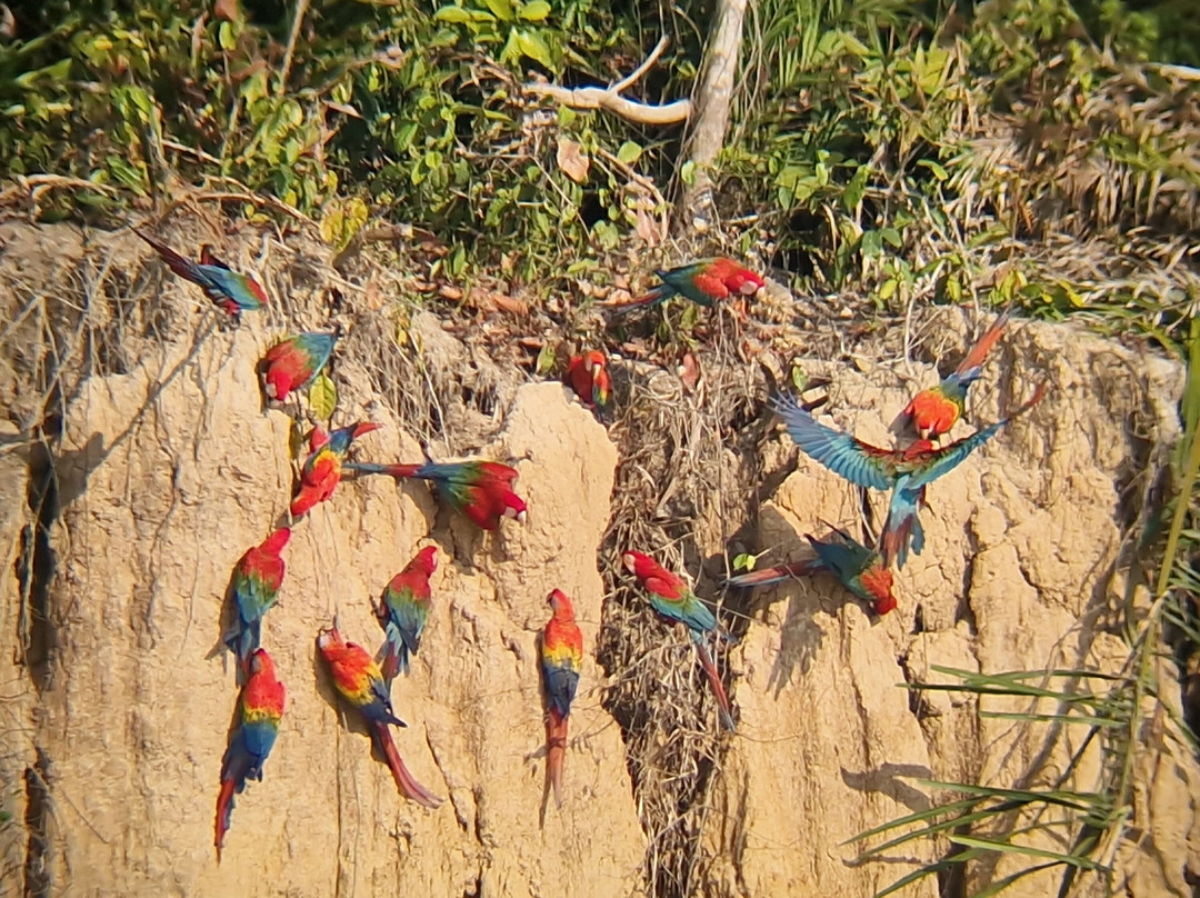 Chuncho Macaw Clay Lick-Tambopata National Reserve必去景点