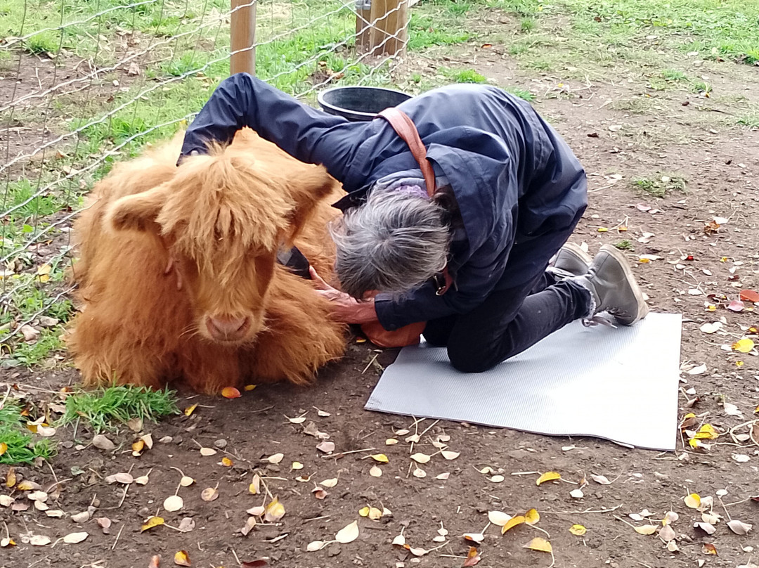 Baylham House Rare Breeds Farm-伊普斯威奇必去景点