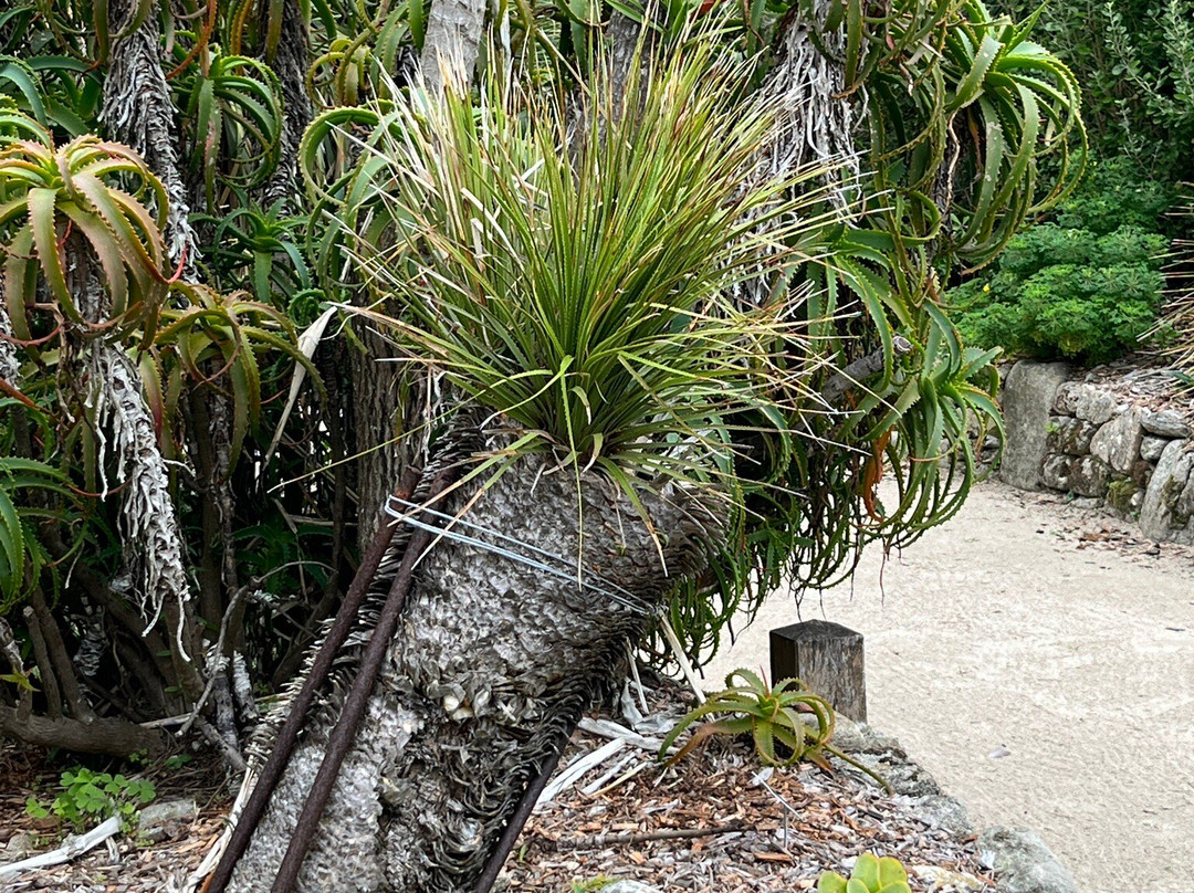 Jardin Georges Delaselle-Ile-de-Batz必去景点