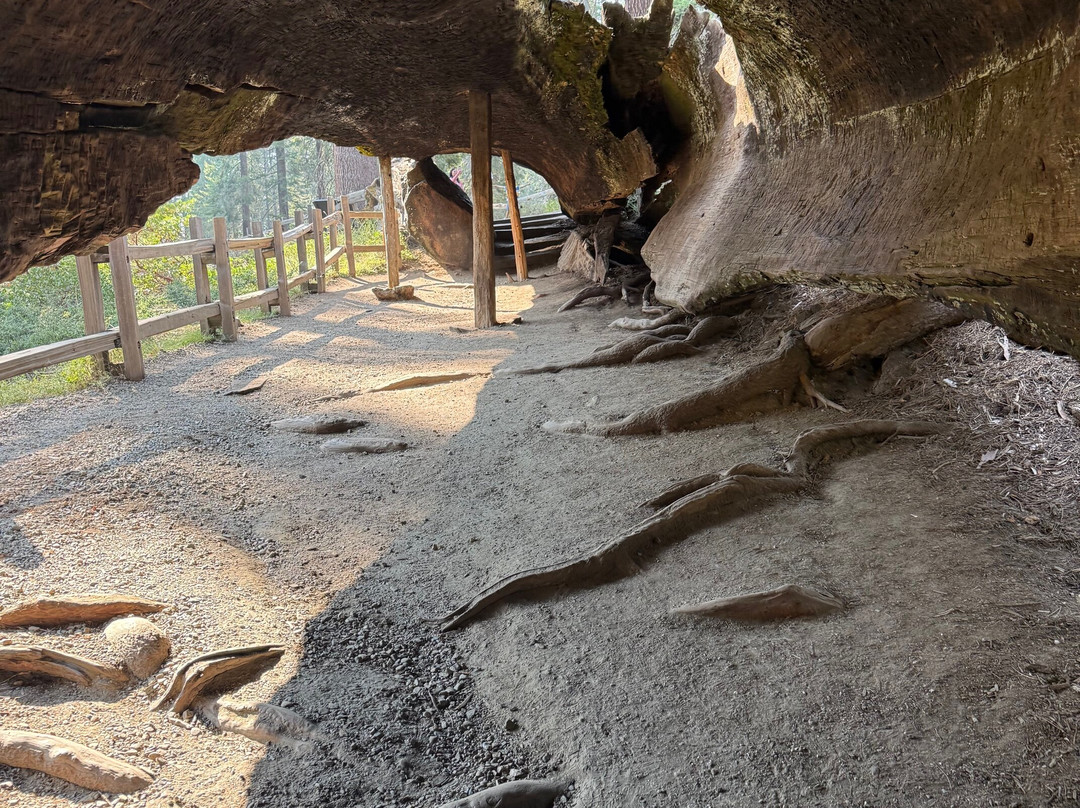 The Fallen Monarch-红杉&国王峡谷国家公园必去景点