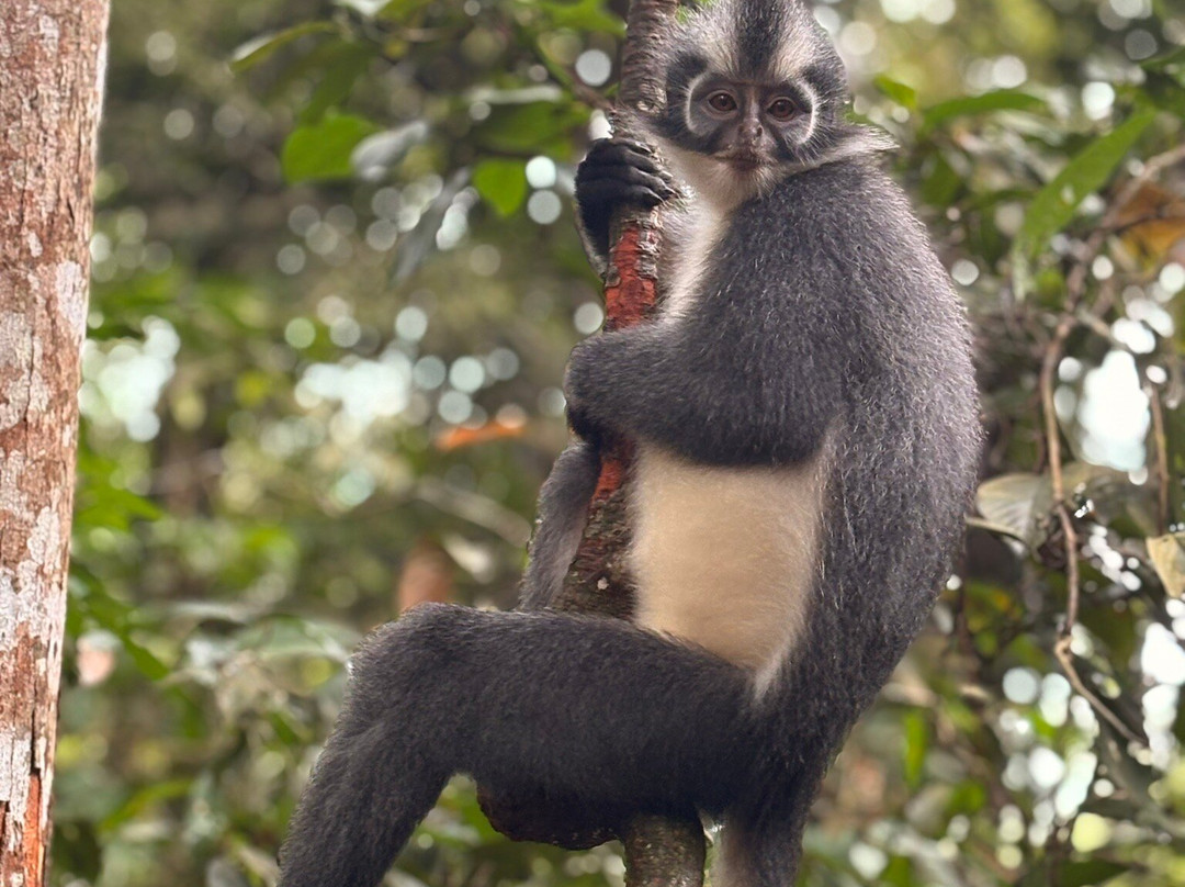Bukit Lawang Trekking-武吉拉旺必去景点
