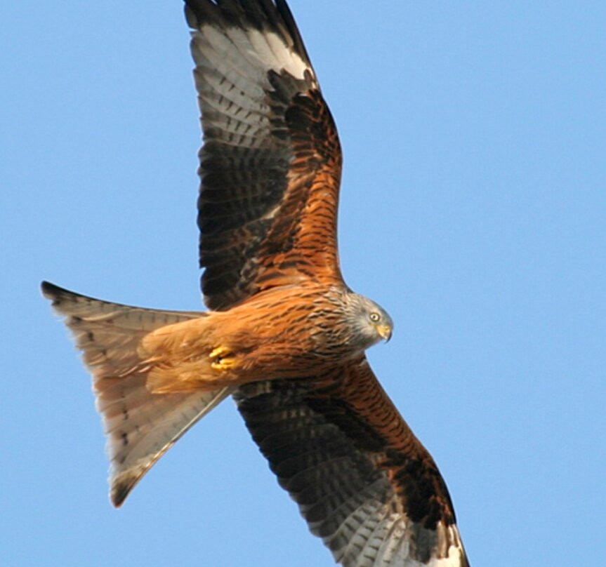 Gigrin Farm Red Kite Feeding Centre-Rhayader必去景点