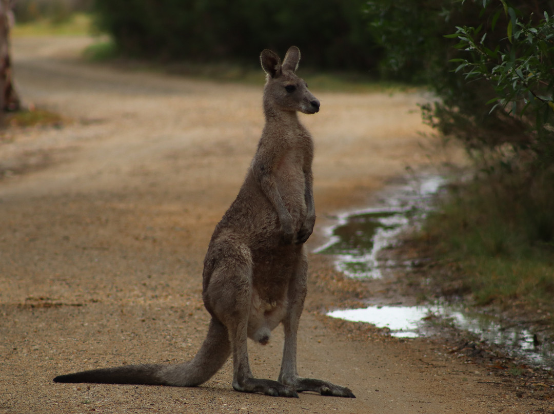 雷蒙德岛-Paynesville必去景点