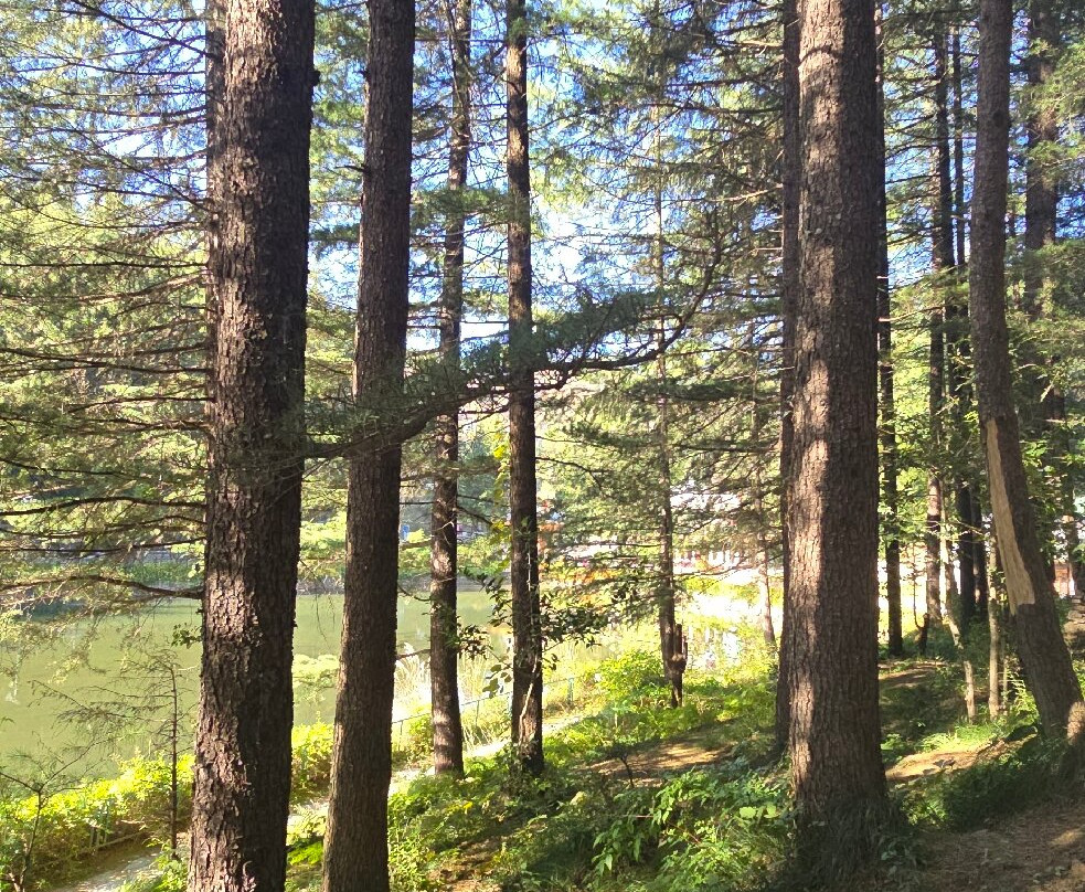 The Wilderness主图