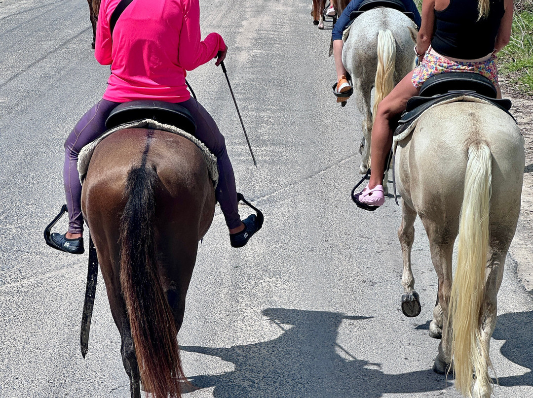 Provo Ponies-Long Bay Hills必去景点