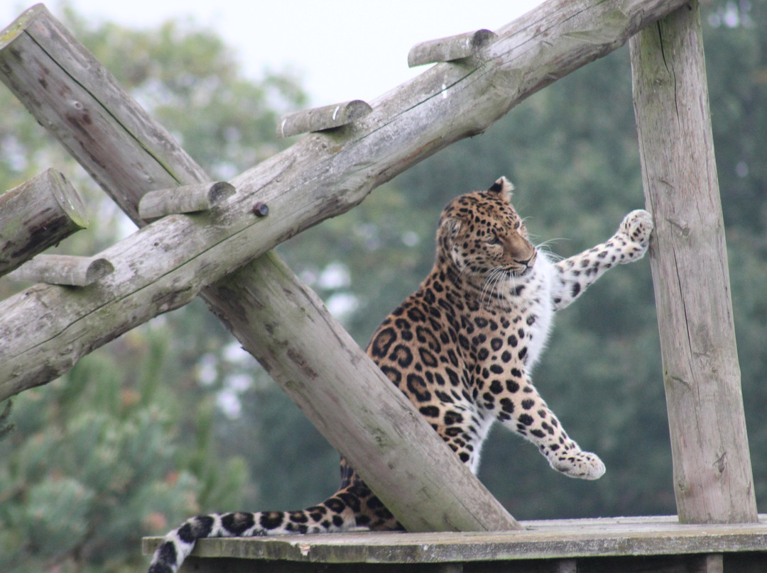 Yorkshire Wildlife Park-Auckley必去景点