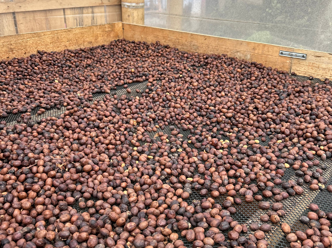 Coffee Tour Luger-萨伦托必去景点