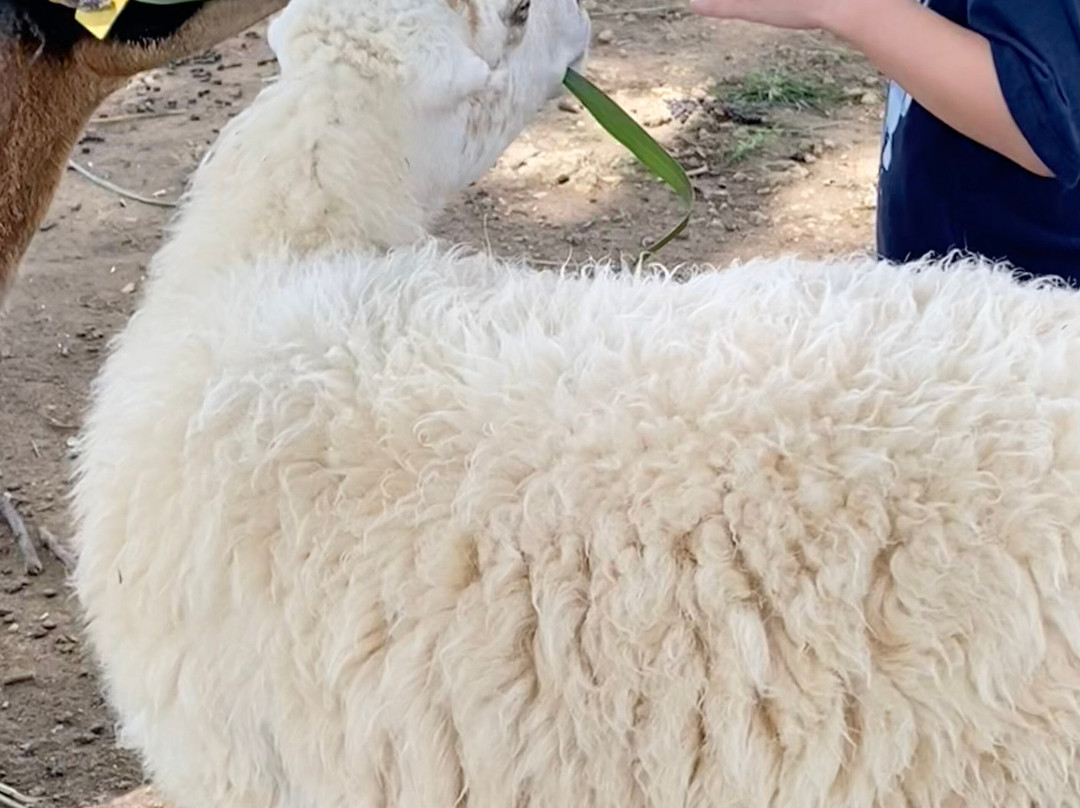 Farm Chokchai-北冲县必去景点