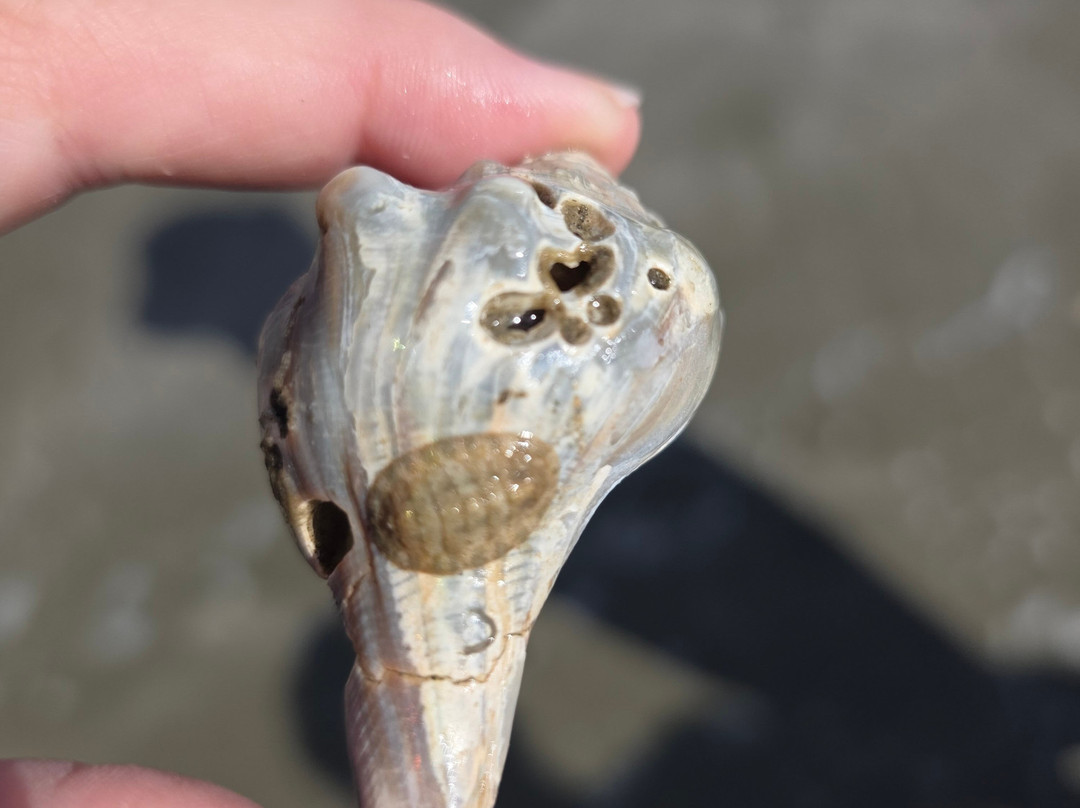 Bulls Island Ferry-Awendaw必去景点