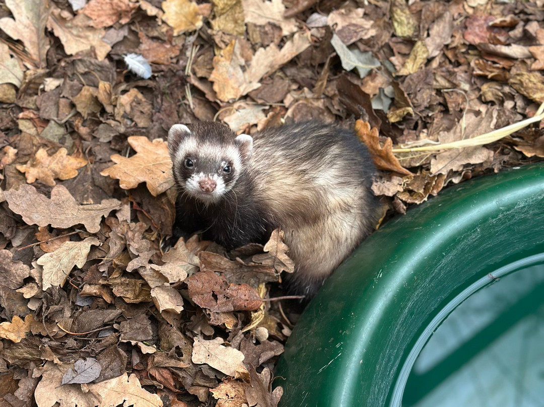 New Forest Wildlife Park-Ashurst必去景点