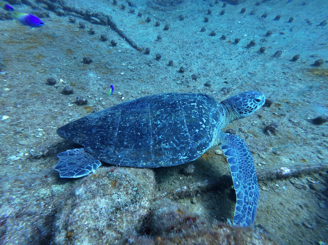 Shark Encounters Mexico-拉巴斯必去景点