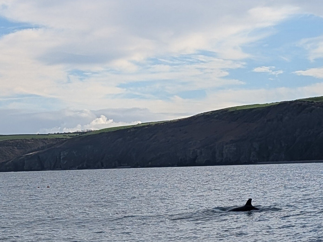 Dolphin Spotting Boat Trips (by New Quay Boat Trips)-纽基必去景点