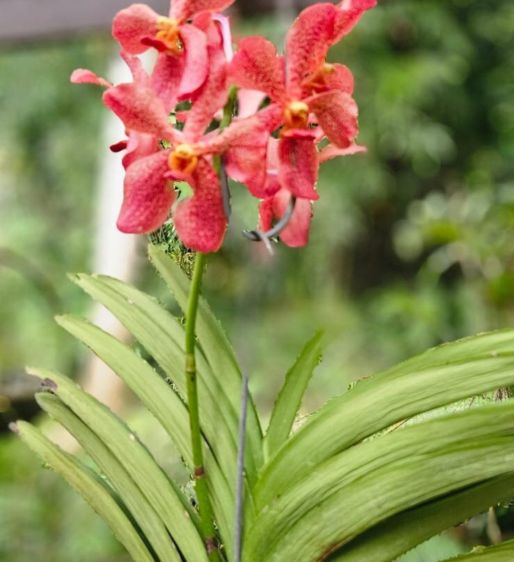 Denarau Taxi Transfers And Tours