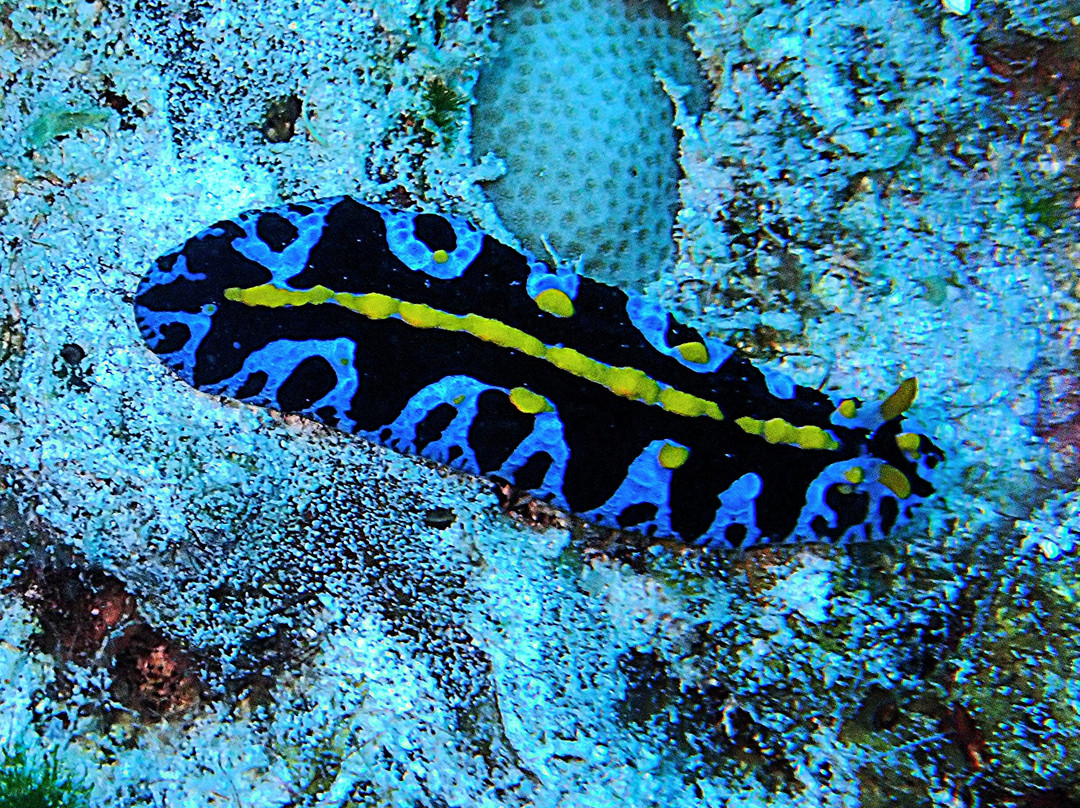Bigorno Diving Center Mauritius-卓欧毕雪必去景点