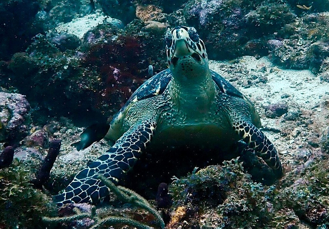 Deefer Diving Carriacou-Hillsborough必去景点