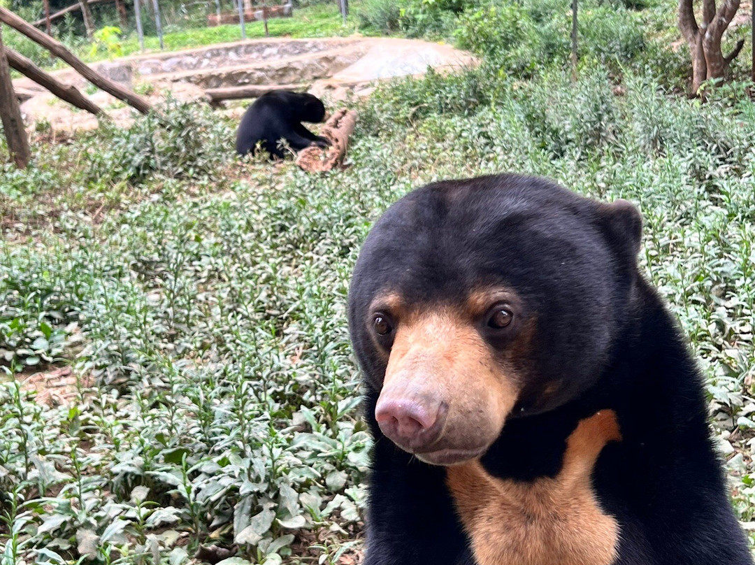 Free the Bears-琅勃拉邦必去景点