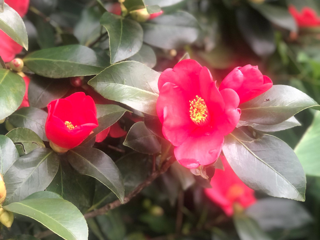 Massee Lane Gardens-Fort Valley必去景点