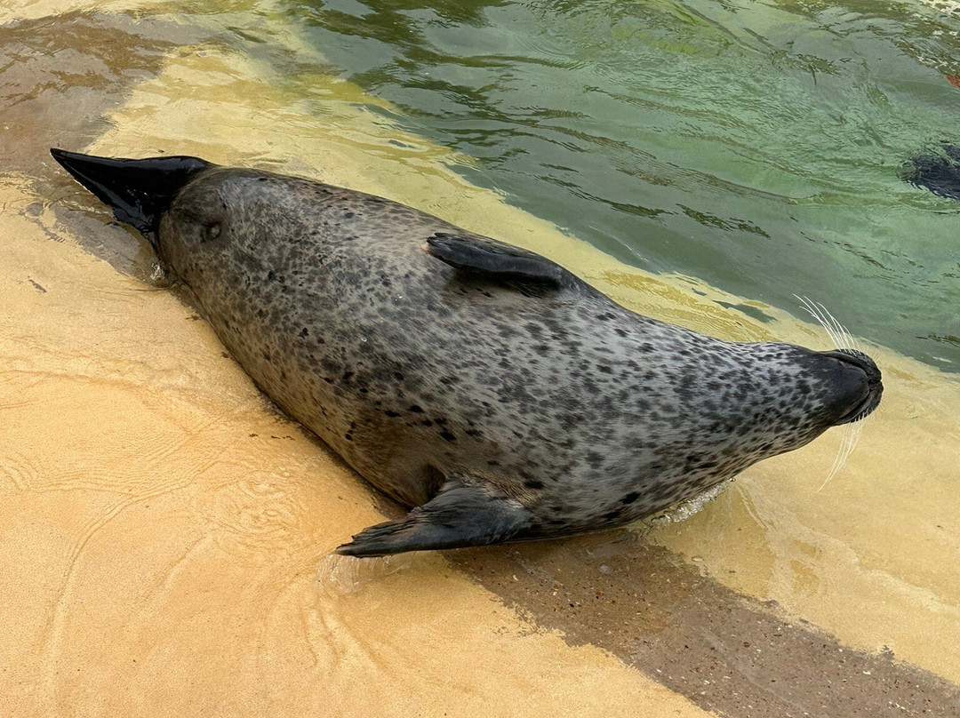 Cornish Seal Sanctuary-Gweek必去景点