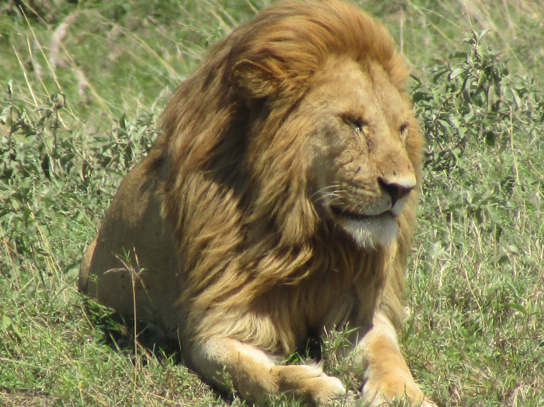 Join African  Savanah-Karen必去景点