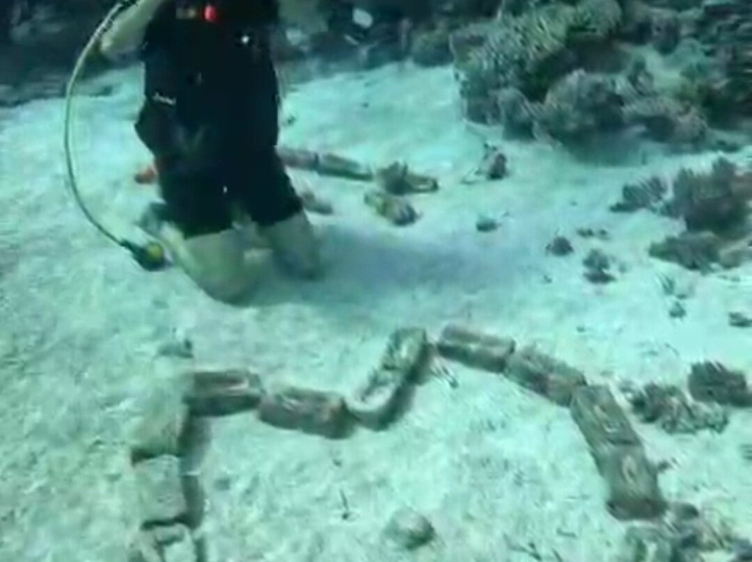 Dolphin Diver-Yanbu必去景点