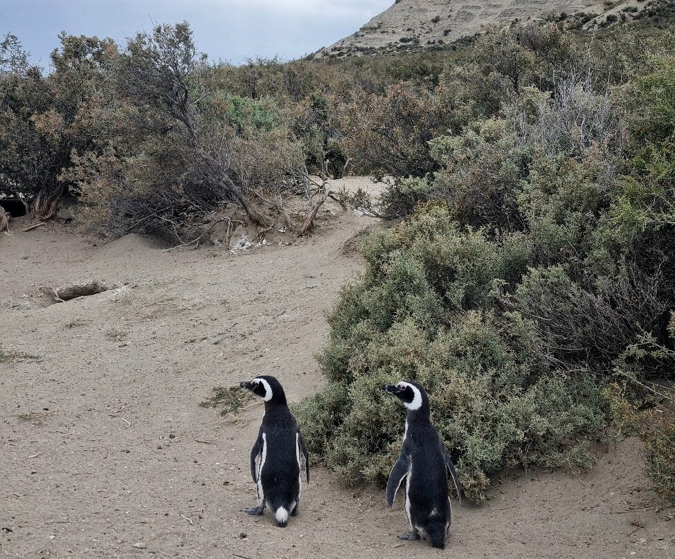 El Pedral-Punta Ninfas必去景点