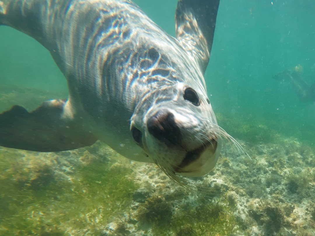 Lobster Shack Sea Lion Tour-塞万提斯必去景点