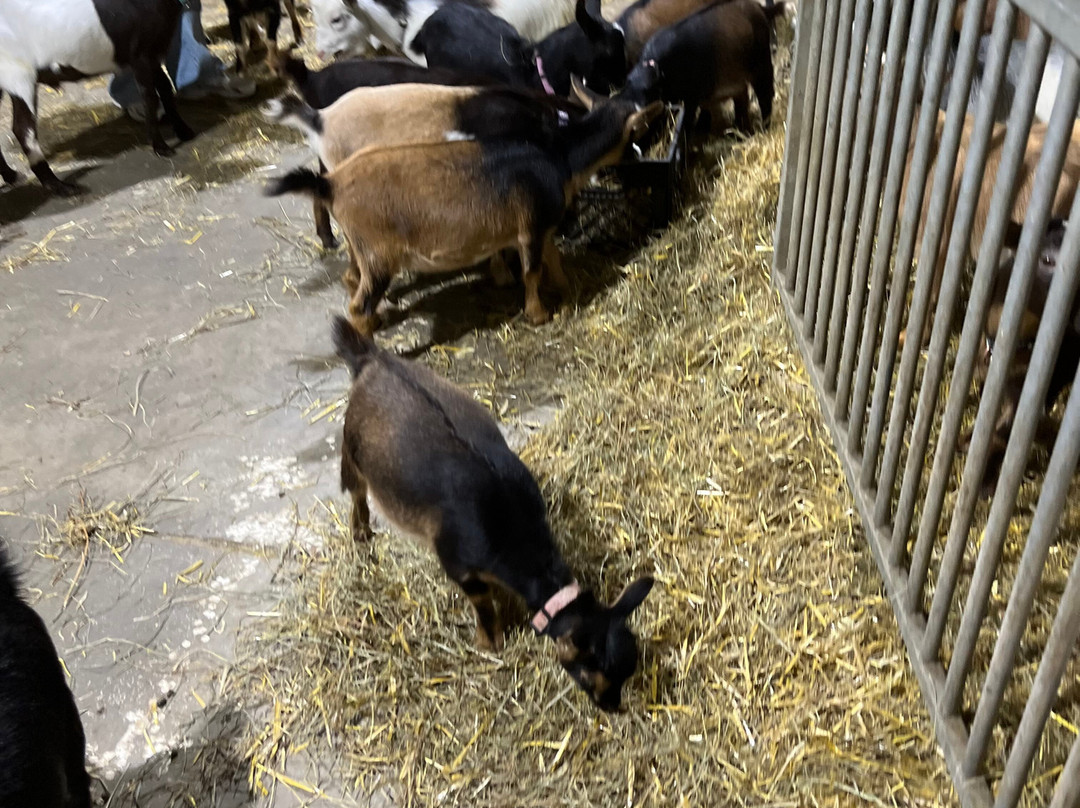 Udderly Ridiculous Farm Life-Blandford-Blenheim必去景点