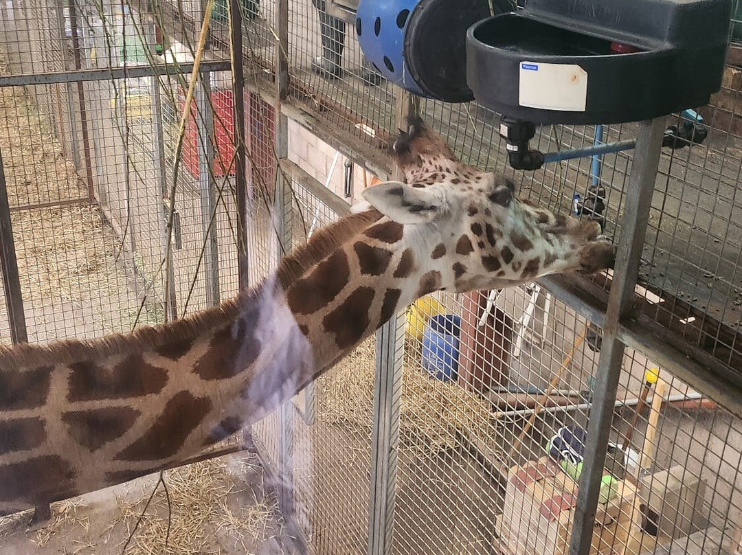 Blair Drummond Safari And Adventure Park-斯特灵必去景点