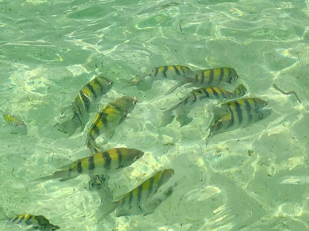 Paradise Island Beach Club主图