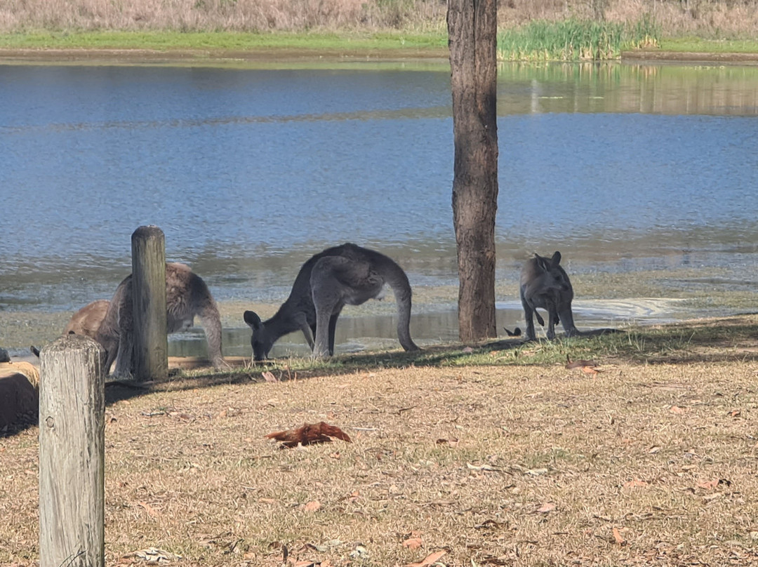 威文霍水库-布里斯班必去景点