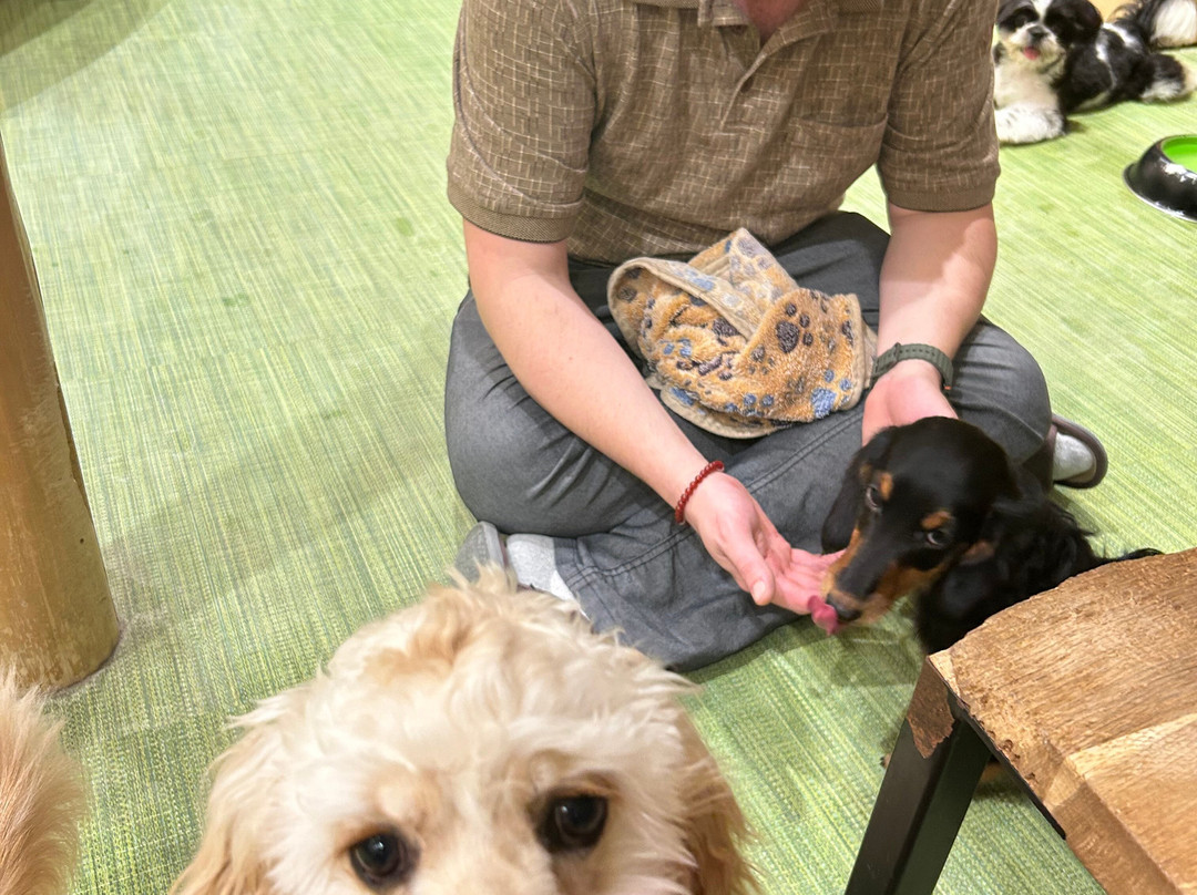 Dog Cafe Rio Shimokitazawa-世田谷区必去景点