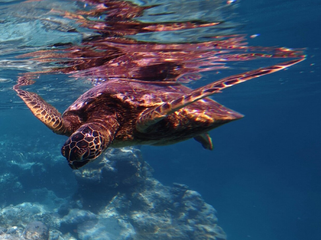 Go Local Cook Islands-堤堤卡维加必去景点