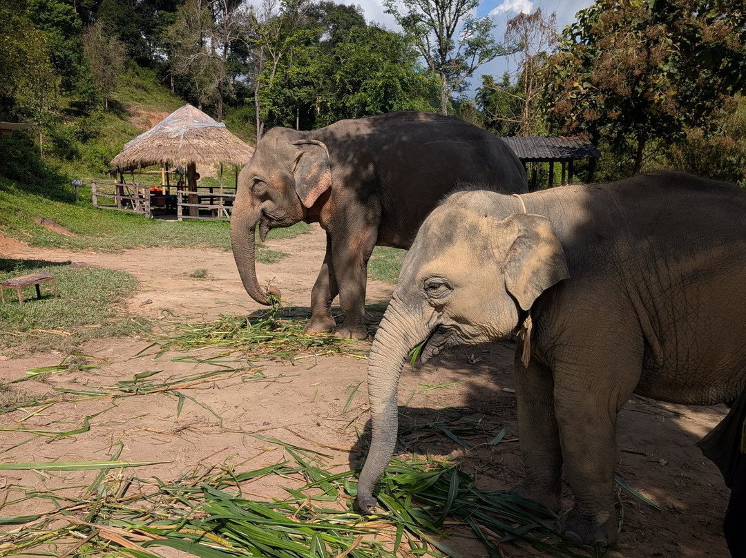 Karen Tribe Native Elephant-清迈必去景点