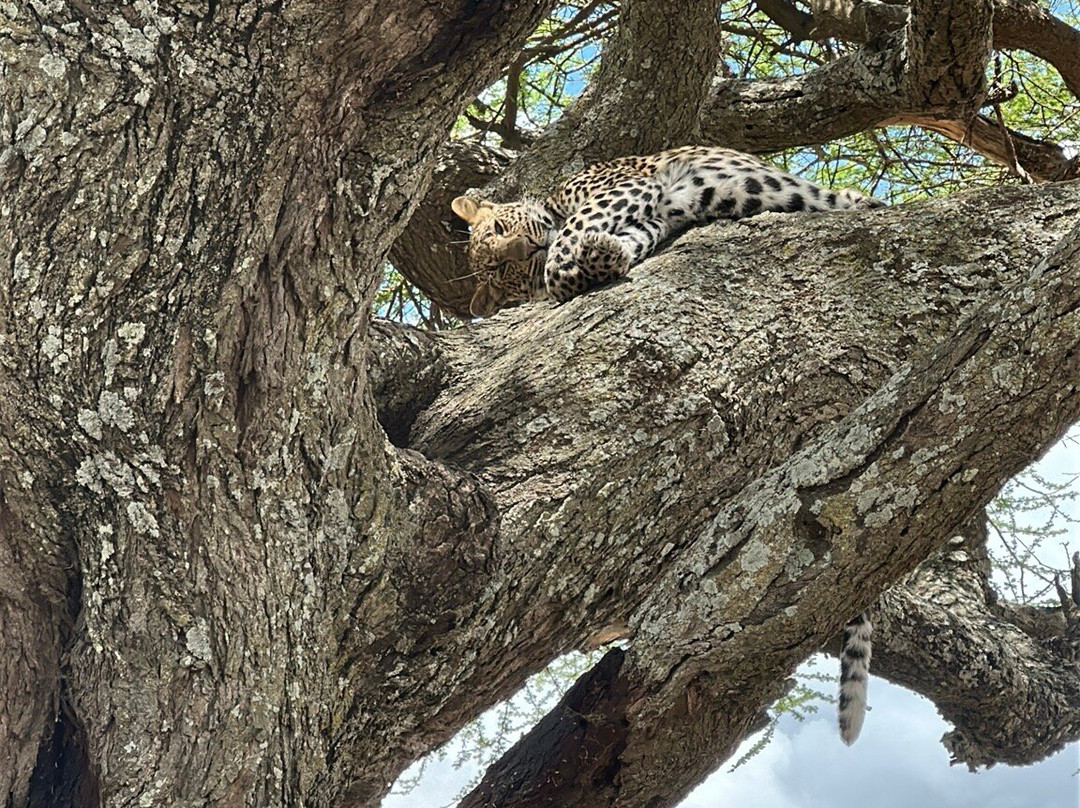 Obama Africa Safari-阿鲁沙必去景点