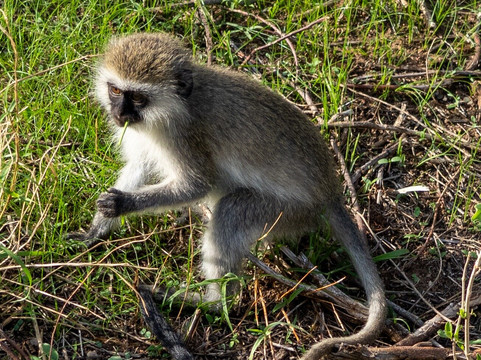 African Trails Expeditions-内罗毕必去景点