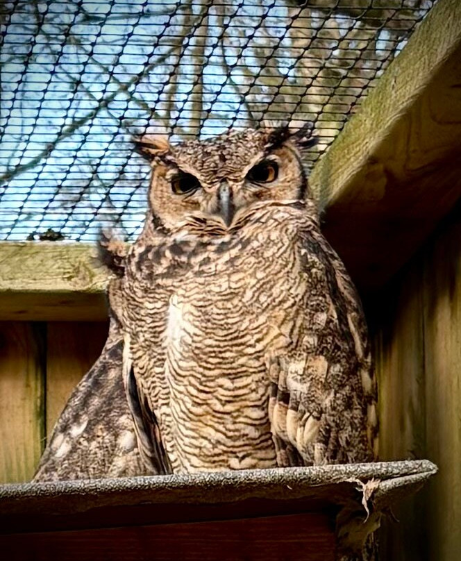 World of Owls-Randalstown必去景点