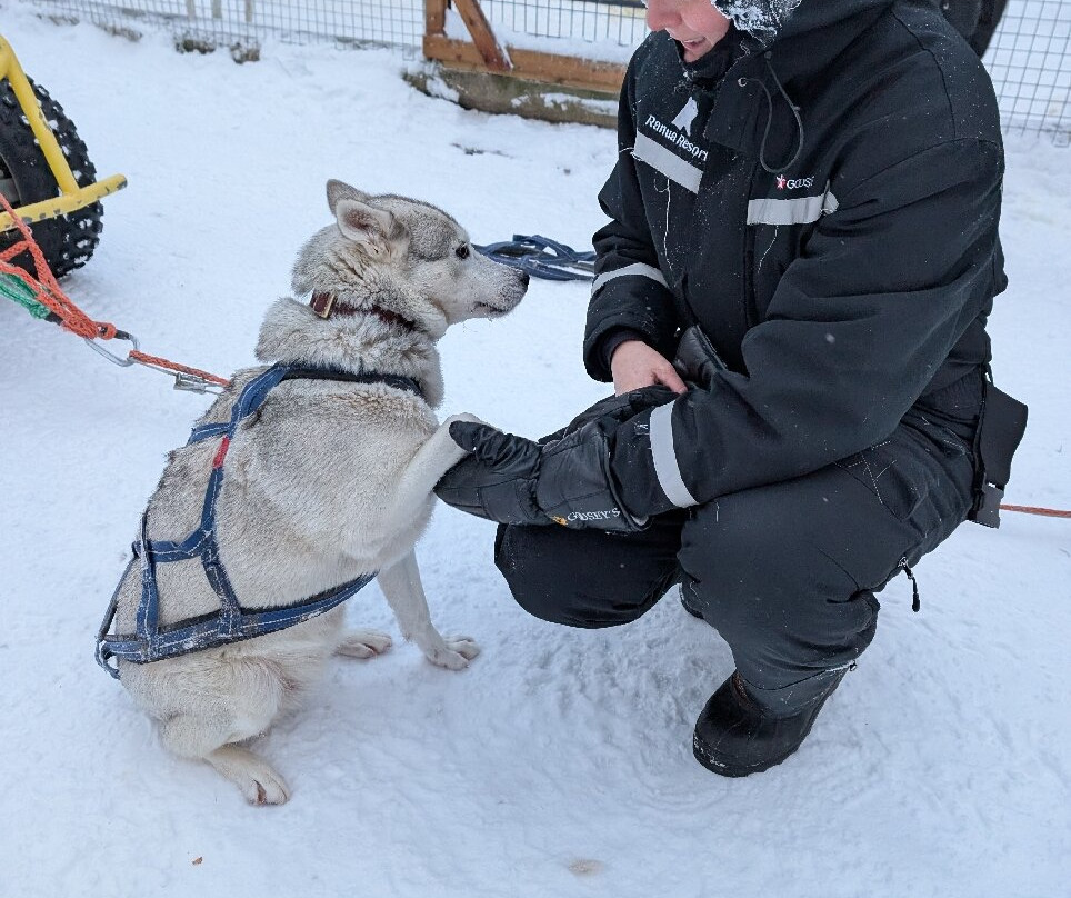 Arctic Borealis Huskies-Ranua必去景点