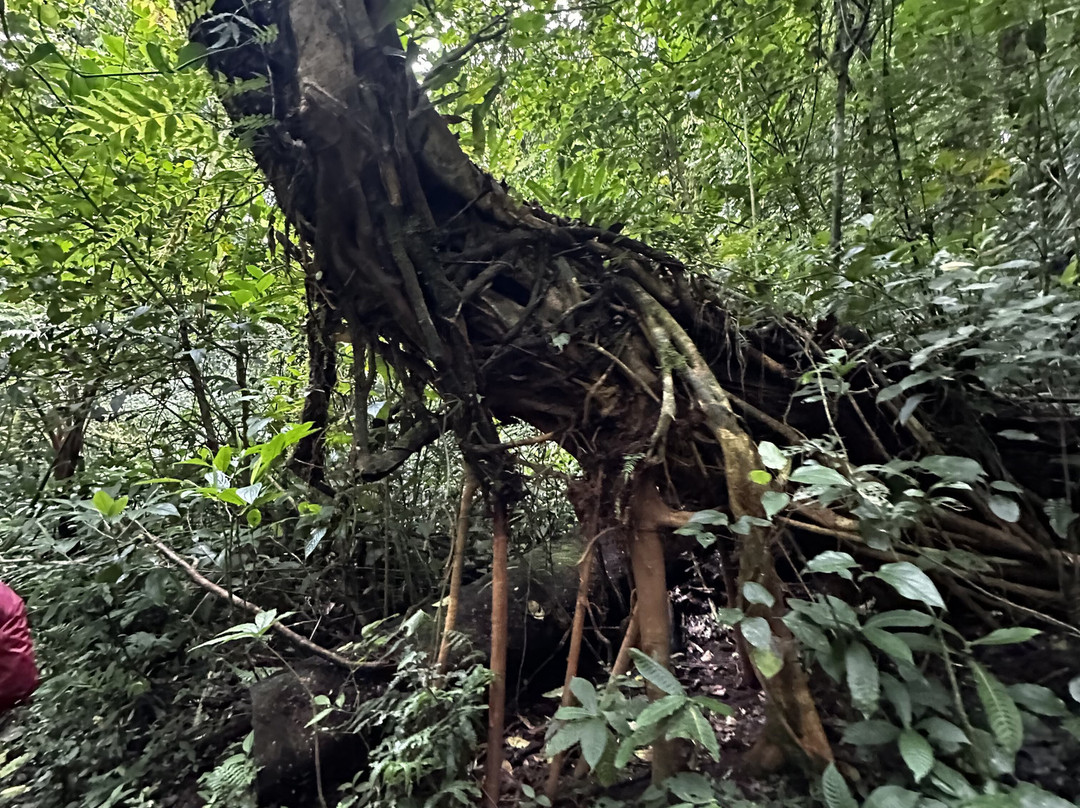 JC Nature Tour-蒙特维多云雾森林自然保护区必去景点
